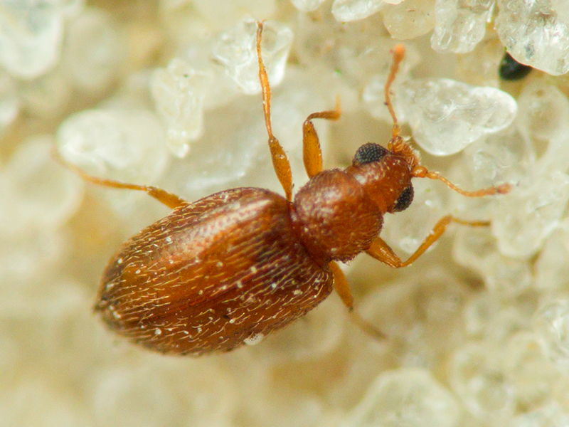 Coleoptera Linnaeus, 1758